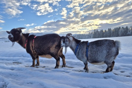 WhatsApp Bild 2025-01-07 um 15.23.23_8caa5036