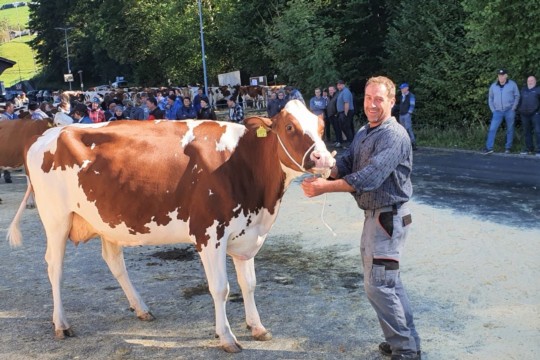 Kuh Razia gewinnt