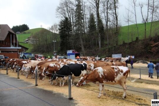 Bild Viehschau Oberthal.jpg